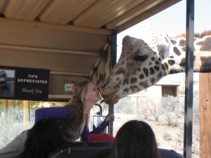 Here's Pilgrim leaning into the tram to take a treat from Lauren's mouth.