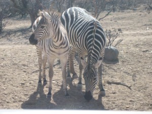 The zebra on the right is the mom. The zebra on the left is her "teenage" daughter.