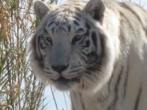 Chalet, the white tiger from Out of Africa wildlife park.