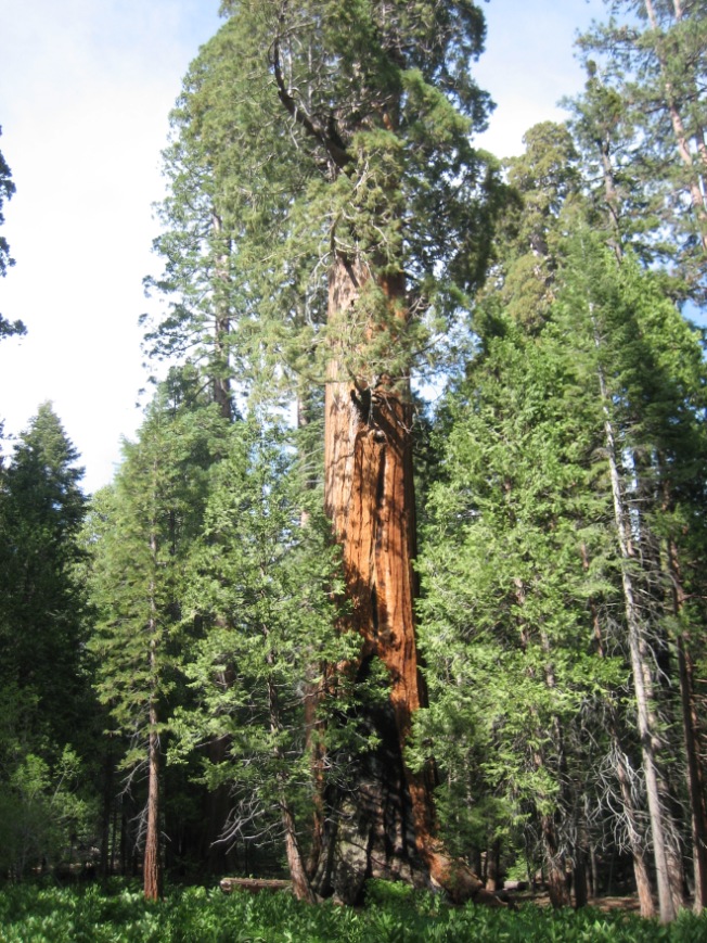 I took this photo of a giant sequoia. Unfortunately, when I visited the coast redwoods, I didn't have a camera, so I don't have a photo of one of those magnificent trees to share.