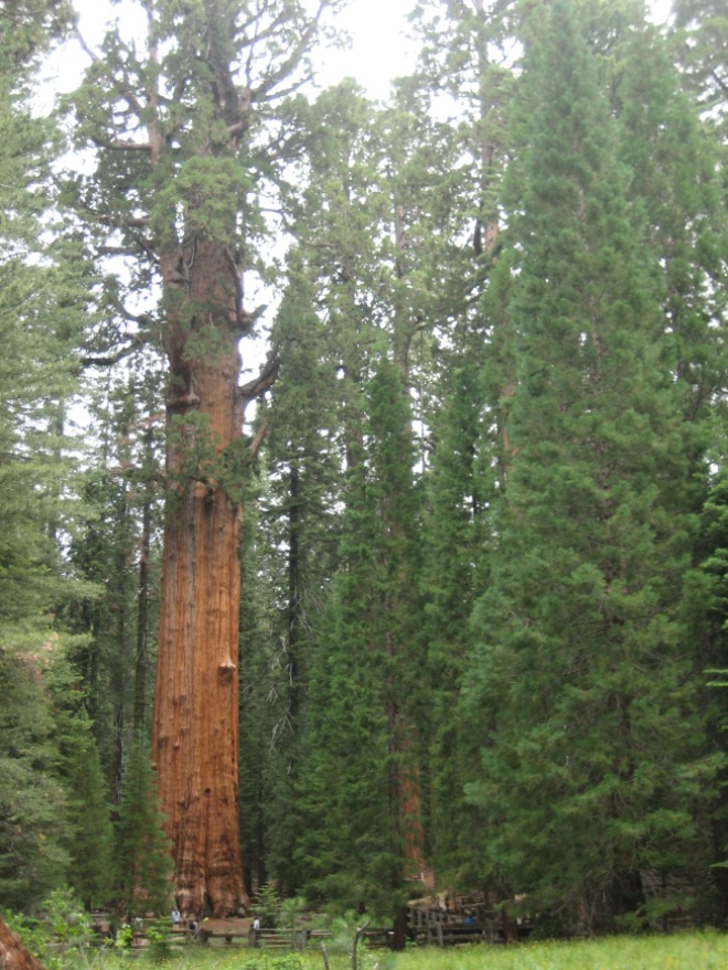 Here's one more look at the General Sherman Tree.