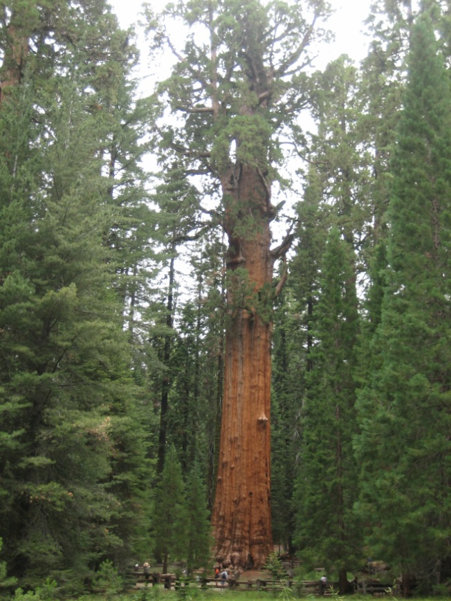 The General Sherman Tree from a distance.