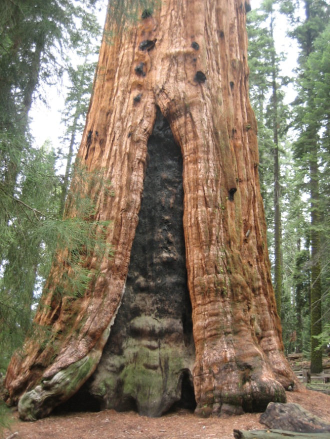 The other side of the General Sherman Tree. Notice the large fire scar.