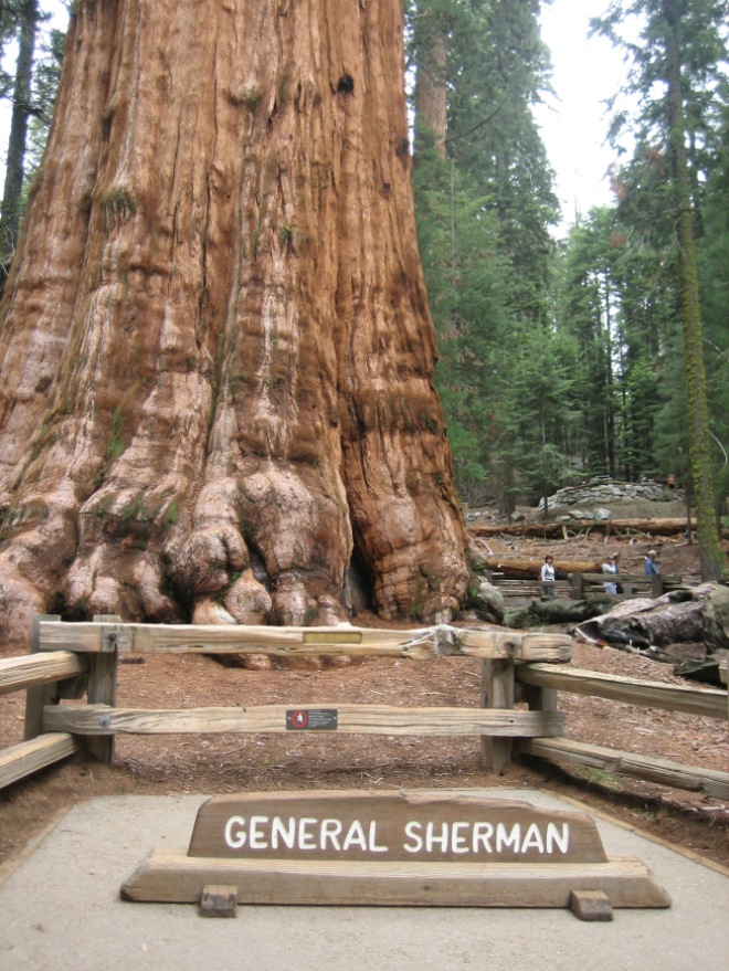 Close to the General Sherman Tree. It was difficult to get a shot of the tree without tourists standing in front of it. There was a nearly constant parade of people standing behind the sign so someone they were with could take a photo of them with the tree. I was alone and didn't want to ask a stranger to take a photo of me standing there, so I have no photo of me standing in front of the tree. You'll just have to believe I was really there since I have no photographic evidence.